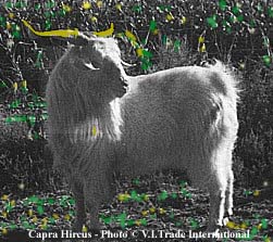 Capra Hircus Goat